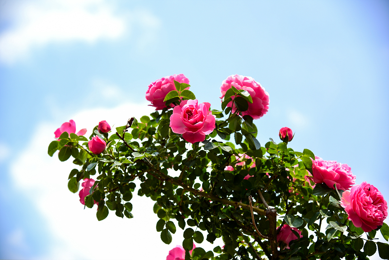 DSC_1344.jpg