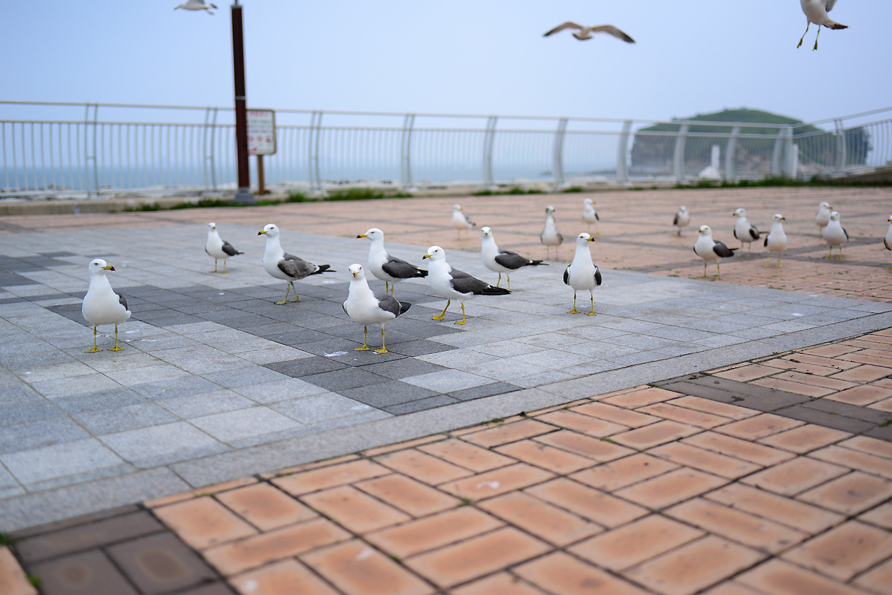 DSC_5517.JPG